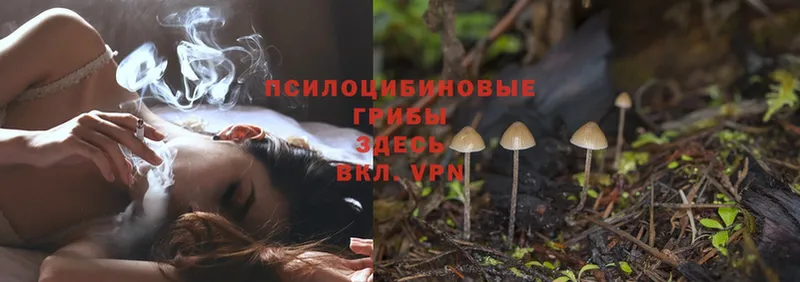 Галлюциногенные грибы Magic Shrooms Кизел